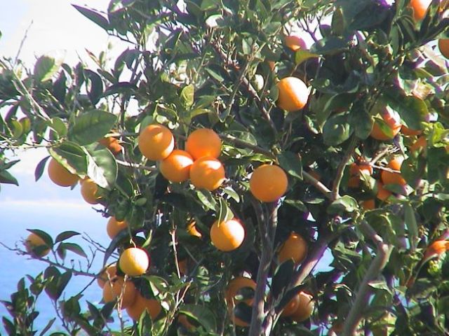 Orangenernte im Januar